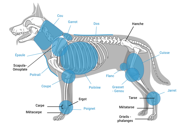 Anatomie Externe Du Chien Illustrations Et Explications Par Zone MIKAN